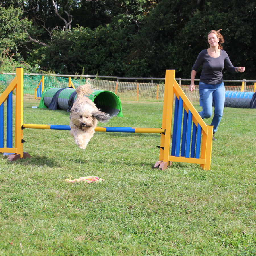 dayzdogs.co.uk Dog Agility Training Contact us at 07590023558 - Gallery